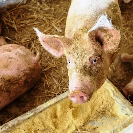 Alloggio per agriturismo Il Bagnolo Eco Salò