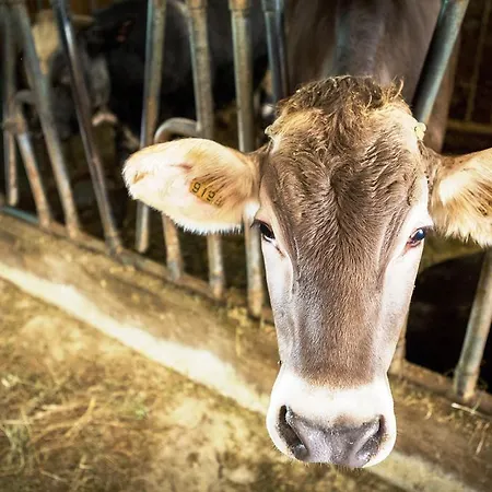 Alloggio per agriturismo Il Bagnolo Eco *
